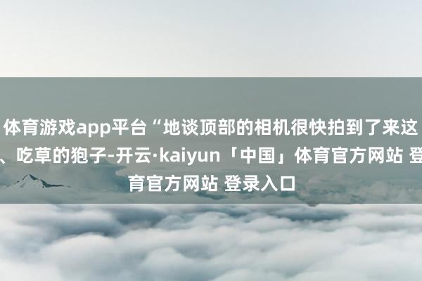 体育游戏app平台“地谈顶部的相机很快拍到了来这里行径、吃草的狍子-开云·kaiyun「中国」体育官方网站 登录入口